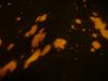 <img100*0:stuff/z/169023/Bleach%252027/i1259800018_20.jpg>