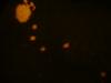 <img100*0:stuff/z/169023/Bleach%252027/i1259800018_21.jpg>