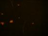 <img100*0:stuff/z/169023/Bleach%252027/i1259800018_24.jpg>