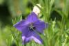 <img100*0:stuff/z/169023/Blue%2520Flowers/i1278791392_1.jpg>