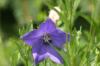 <img100*0:stuff/z/169023/Blue%2520Flowers/i1278791392_2.jpg>