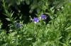 <img100*0:stuff/z/169023/Blue%2520Flowers/i1278791392_3.jpg>