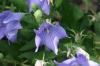 <img100*0:stuff/z/169023/Blue%2520Flowers/i1278791392_4.jpg>