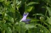<img100*0:stuff/z/169023/Blue%2520Flowers/i1278791392_5.jpg>