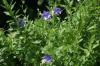 <img100*0:stuff/z/169023/Blue%2520Flowers/i1278791392_6.jpg>