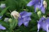 <img100*0:stuff/z/169023/Blue%2520Flowers/i1278791392_7.jpg>