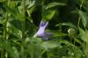 <img100*0:stuff/z/169023/Blue%2520Flowers/i1278791392_8.jpg>