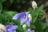 <img100*0:stuff/z/169023/Blue%2520Flowers/i1278791393_10.jpg>