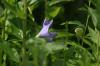 <img100*0:stuff/z/169023/Blue%2520Flowers/i1278791393_11.jpg>