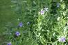 <img100*0:stuff/z/169023/Blue%2520Flowers/i1278791393_12.jpg>