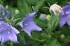 <img100*0:stuff/z/169023/Blue%2520Flowers/i1278791393_13.jpg>