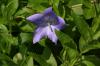 <img100*0:stuff/z/169023/Blue%2520Flowers/i1278791393_14.jpg>
