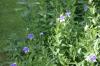 <img100*0:stuff/z/169023/Blue%2520Flowers/i1278791393_15.jpg>