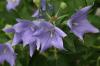 <img100*0:stuff/z/169023/Blue%2520Flowers/i1278791393_16.jpg>