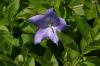 <img100*0:stuff/z/169023/Blue%2520Flowers/i1278791393_17.jpg>