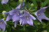 <img100*0:stuff/z/169023/Blue%2520Flowers/i1278791393_18.jpg>