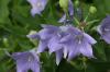 <img100*0:stuff/z/169023/Blue%2520Flowers/i1278791393_19.jpg>