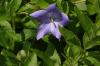 <img100*0:stuff/z/169023/Blue%2520Flowers/i1278791393_20.jpg>