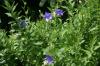 <img100*0:stuff/z/169023/Blue%2520Flowers/i1278791393_9.jpg>
