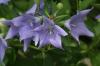 <img100*0:stuff/z/169023/Blue%2520Flowers/i1278791394_21.jpg>