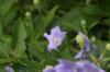 <img100*0:stuff/z/169023/Blue%2520Flowers/i1278791394_22.jpg>