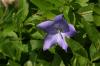 <img100*0:stuff/z/169023/Blue%2520Flowers/i1278791394_23.jpg>