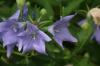 <img100*0:stuff/z/169023/Blue%2520Flowers/i1278791394_24.jpg>