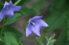 <img100*0:stuff/z/169023/Blue%2520Flowers/i1278791394_25.jpg>