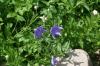 <img100*0:stuff/z/169023/Blue%2520Flowers/i1278791394_26.jpg>