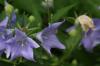 <img100*0:stuff/z/169023/Blue%2520Flowers/i1278791394_27.jpg>
