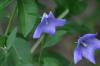 <img100*0:stuff/z/169023/Blue%2520Flowers/i1278791394_28.jpg>