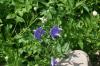 <img100*0:stuff/z/169023/Blue%2520Flowers/i1278791394_29.jpg>