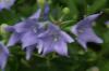 <img100*0:stuff/z/169023/Blue%2520Flowers/i1278791394_30.jpg>