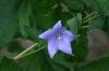 <img100*0:stuff/z/169023/Blue%2520Flowers/i1278791394_31.jpg>