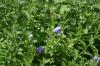 <img100*0:stuff/z/169023/Blue%2520Flowers/i1278791394_32.jpg>