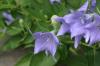 <img100*0:stuff/z/169023/Blue%2520Flowers/i1278791395_33.jpg>