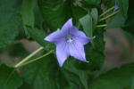 <img:stuff/z/169023/Blue%2520Flowers/i1278791395_34.jpg?y=100>