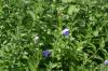 <img100*0:stuff/z/169023/Blue%2520Flowers/i1278791395_35.jpg>