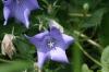 <img100*0:stuff/z/169023/Blue%2520Flowers/i1278791395_36.jpg>