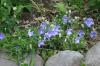 <img100*0:stuff/z/169023/Blue%2520Flowers/i1278791395_37.jpg>