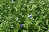<img100*0:stuff/z/169023/Blue%2520Flowers/i1278791395_38.jpg>