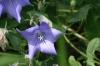 <img100*0:stuff/z/169023/Blue%2520Flowers/i1278791395_39.jpg>