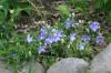 <img100*0:stuff/z/169023/Blue%2520Flowers/i1278791395_40.jpg>