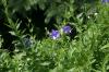 <img100*0:stuff/z/169023/Blue%2520Flowers/i1278791395_41.jpg>