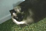 <img150*0:stuff/z/169023/Brillo%2520/i1278532248_1.jpg>