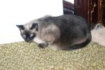 <img150*0:stuff/z/169023/Brillo%2520/i1278532248_2.jpg>