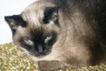 <img150*0:stuff/z/169023/Brillo%2520/i1278532248_3.jpg>
