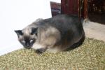 <img150*0:stuff/z/169023/Brillo%2520/i1278532248_4.jpg>
