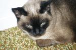 <img150*0:stuff/z/169023/Brillo%2520/i1278532248_5.jpg>