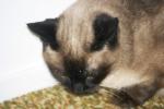 <img150*0:stuff/z/169023/Brillo%2520/i1278532248_6.jpg>
